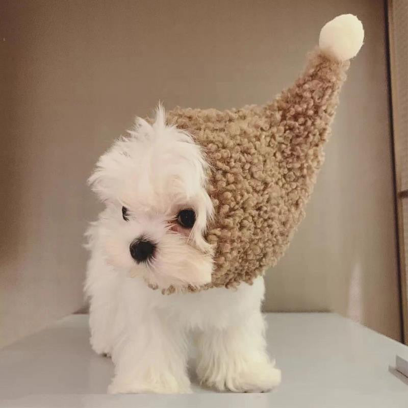 New pet hat bear plush head cover cute cat dog woven warm headdress dress up pet clothes